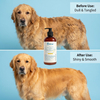 Champú profesional Golden Tulip Scent 6 en 1 para perros dorados para iluminar el pelaje dorado y aumentar el brillo del pelaje
